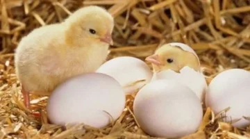 أسعار الكتاكيت السبت في بورصة الدواجن تتغير اليوم